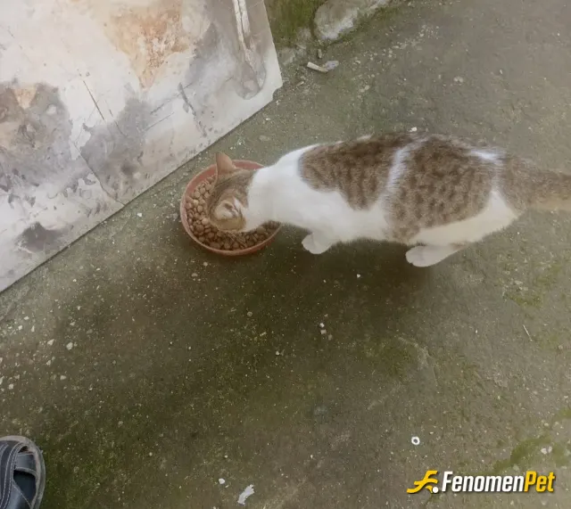 Sokak hayvanı besleme: Her canlıya yardım ettim gibi