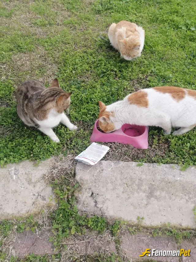 Sokak hayvanı besleme: bizim mahallenin canları bunlar