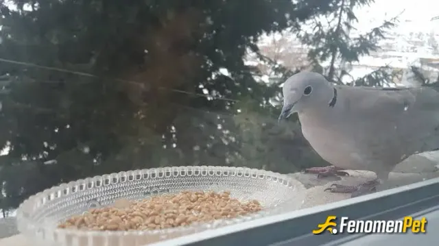 Sokak hayvanı besleme: Buğday arayan kuşlar var kış günü