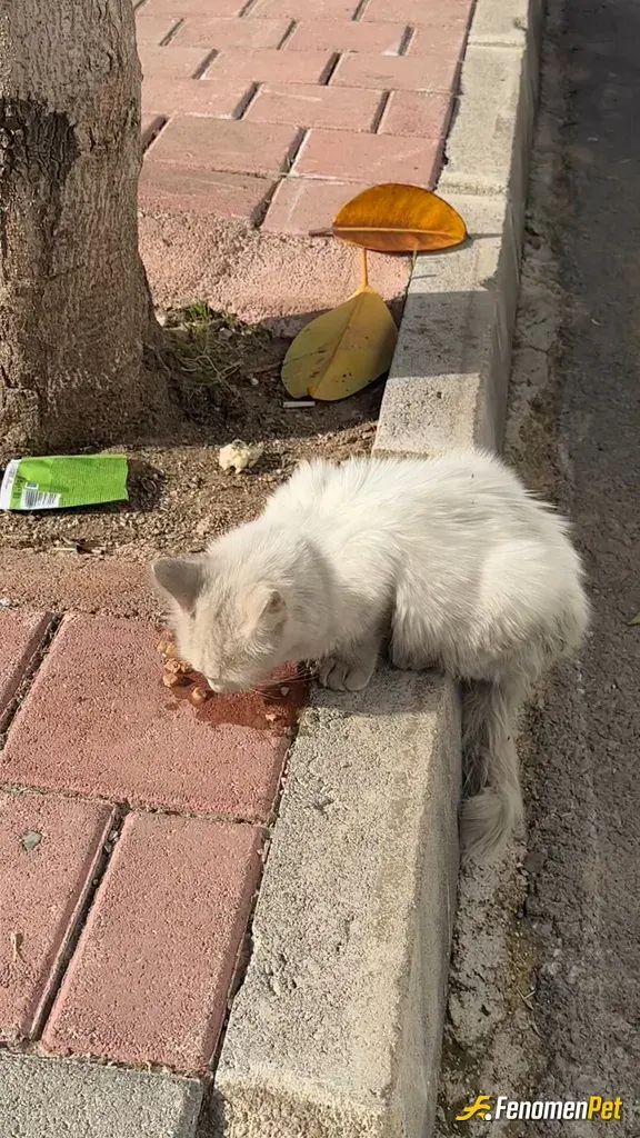 Sokak hayvanı besleme: 3 paket yaş mama devirdi aslanım 
#fenomenpet