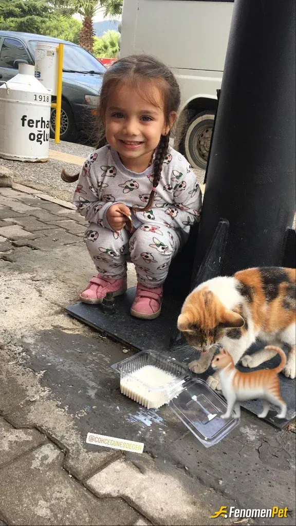 Sokak hayvanı besleme: Yeğenimle annesiz kalan kedi beslemesi