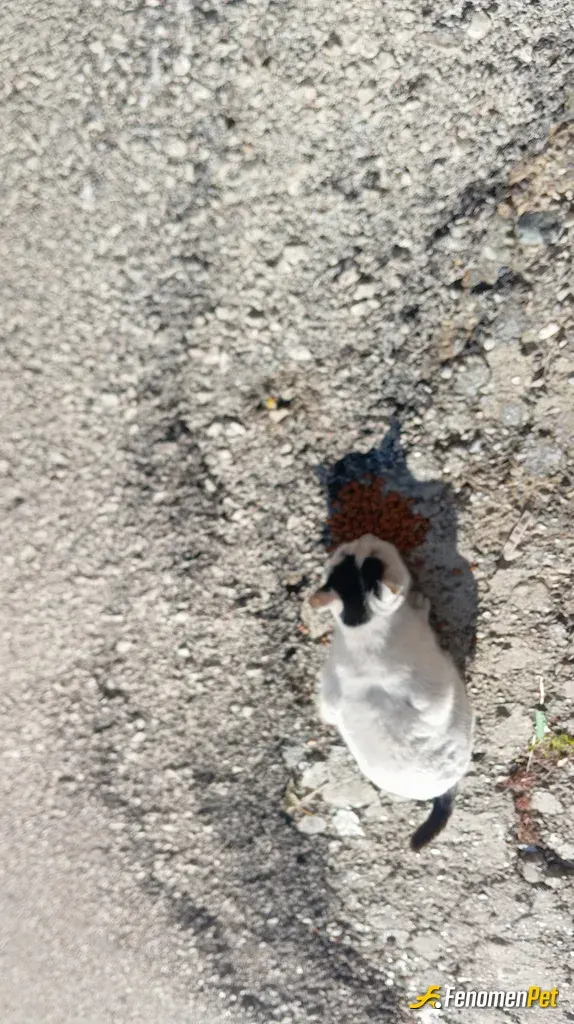 Sokak hayvanı besleme: Habrima bir düşünce