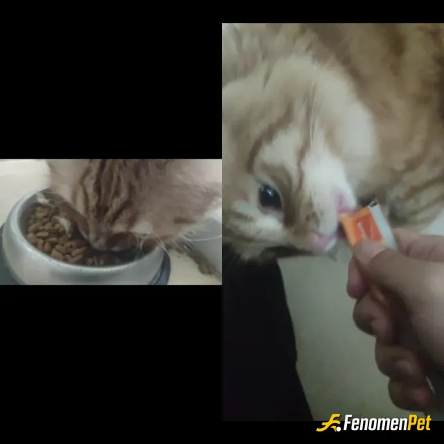 Sokak hayvanı besleme: Yavruluğundan beri beslerim mahallemizin Garfield'i =)
#FenomenPet