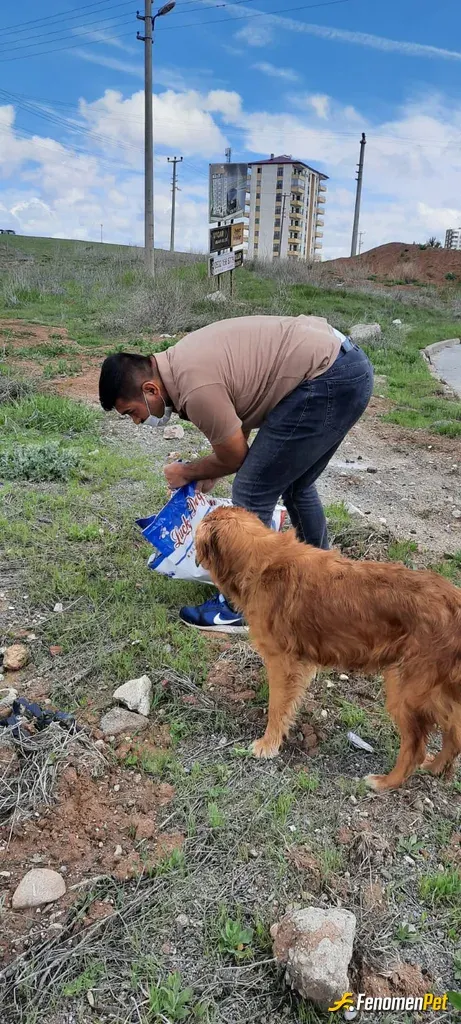 Sokak hayvanı besleme: #Fenomenpet
#Onları beslemek görevimiz