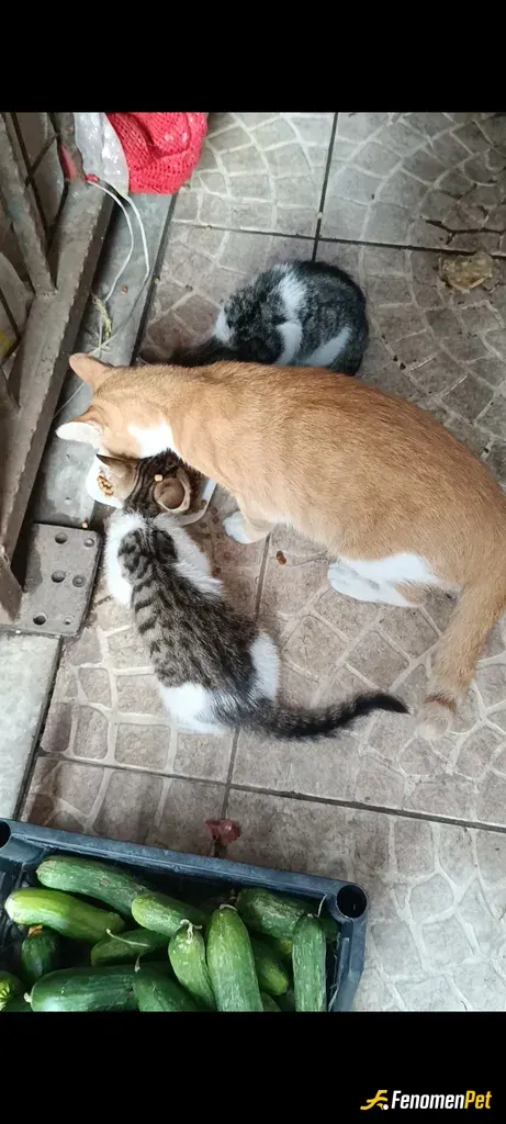 Sokak hayvanı besleme: Her şekilde:)