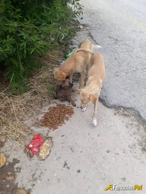 Sokak hayvanı besleme: #Fenomenpet-canlara can feda şapşikler 🥰