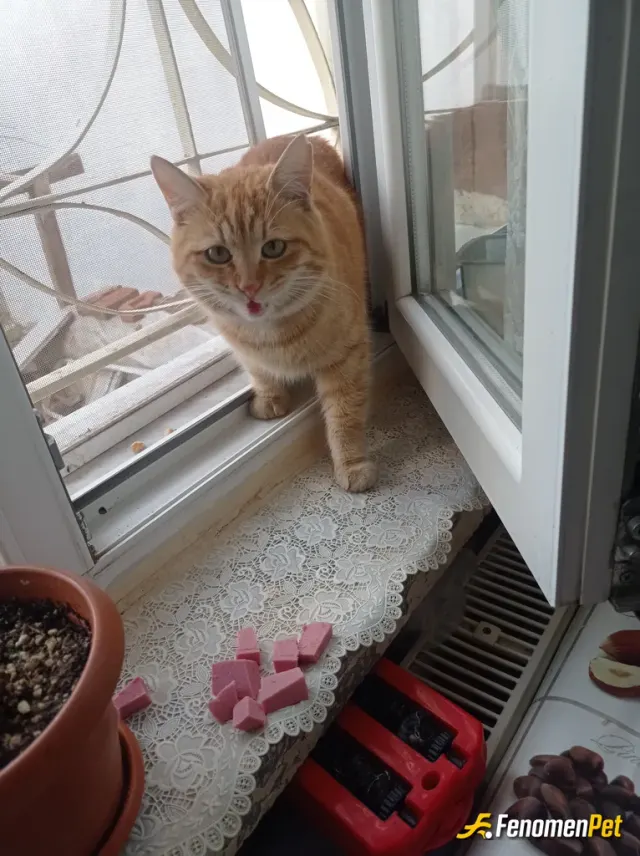 Sokak hayvanı besleme: #Fenomenpet Fenomenbet pati dostu 
Mutfak camına gelen minik partili dostum alıştı hergün besliyorum😊