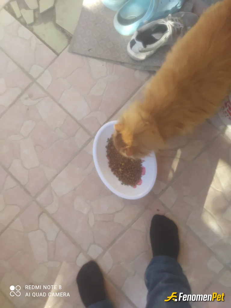Tolinay35 sokak hayvanını beslerken çektiği fotoğraf