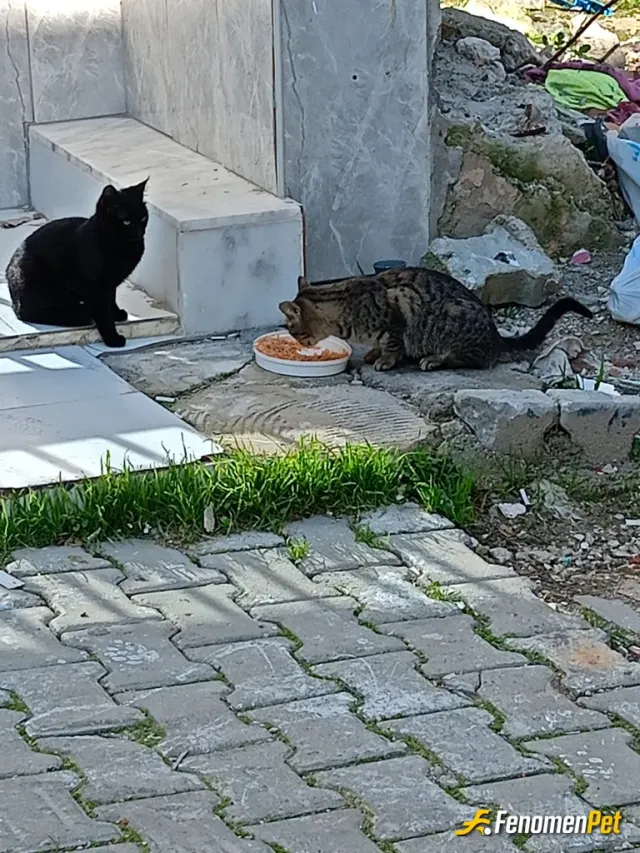 Sokak hayvanı besleme: #Fenomenbet Pati Dostu Bunlarda bizim sokağımızın güzelleri 🥰