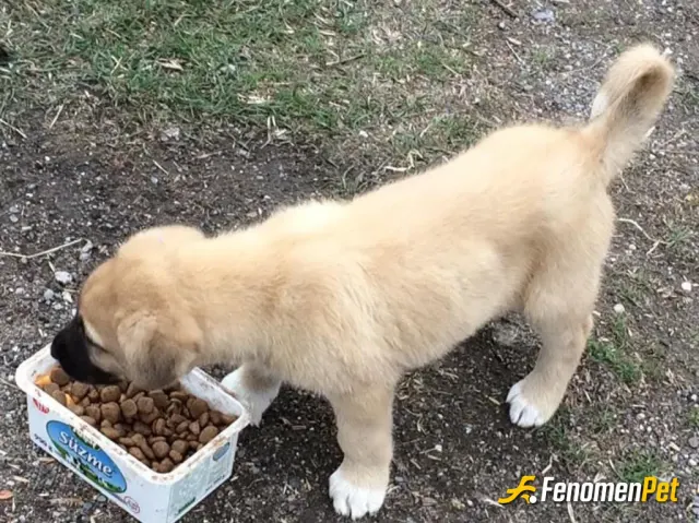 Sokak hayvanı besleme: Aracımda sürekli kedi maması ve köpek maması bulunduruyorum sokakta gezen aç hissettiğim bütün hayvanlara yard