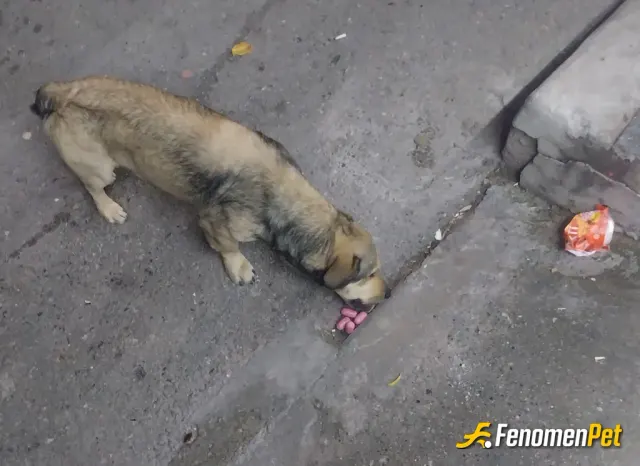 Sokak hayvanı besleme: Merhaba sokak köpeğini her gün sosis ile besliyorum