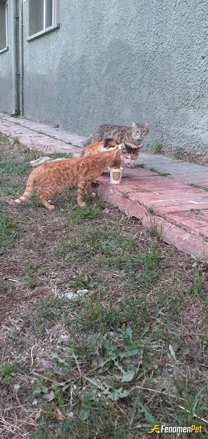Sokak hayvanı besleme: askeriyede canları beslerken <3