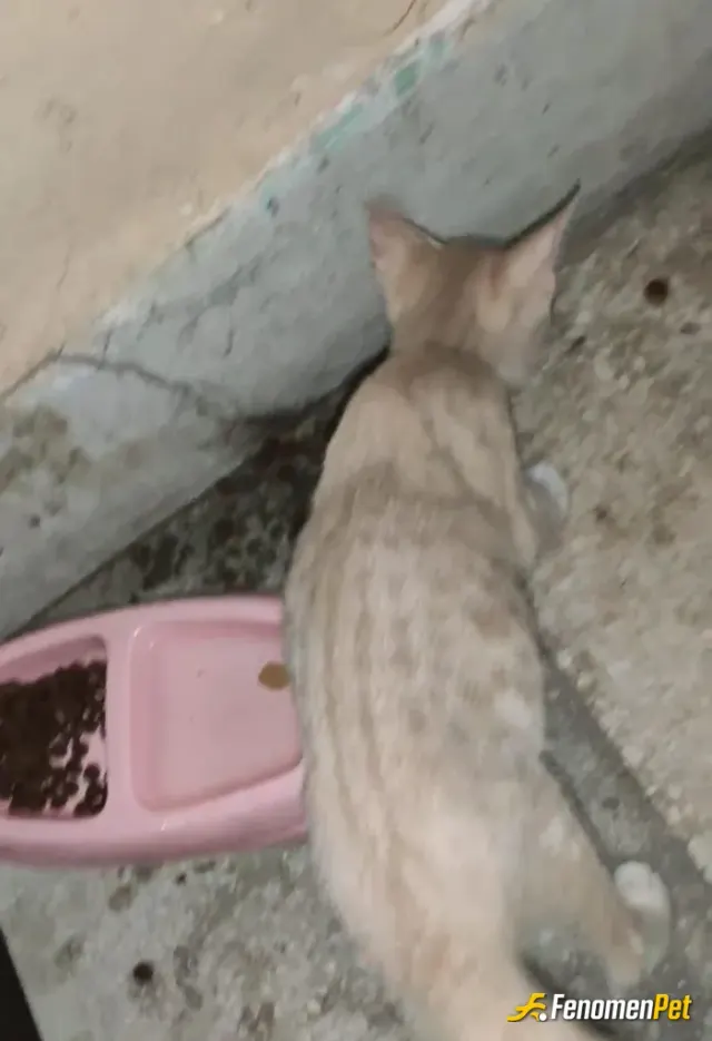 Sokak hayvanı besleme: Evimde de kedi var zaten kediler benim çocuklarım