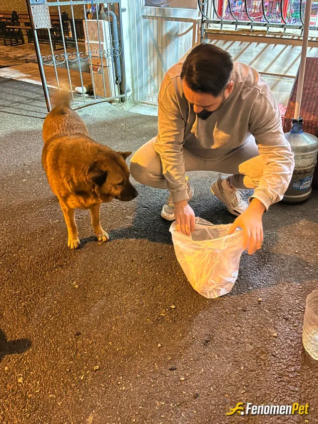 Sokak hayvanı besleme: Mahallemizin köpeği Toni hergün saat 20:00 da mamasını veriyoruz #Fenomenpet Pati Dostu