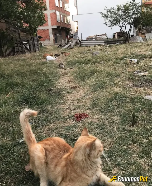 Sokak hayvanı besleme: Komsunun kedilerinide besliyorum bugün tatil kedilerde çok acikmisya 
#fenomenbet @fenomenbet pati Dostu @fen