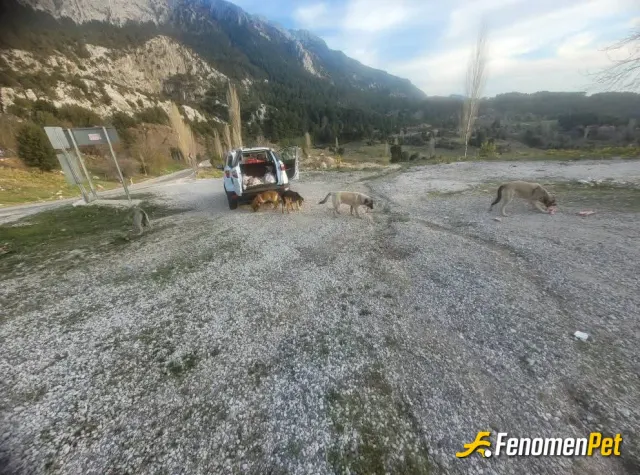 Sokak hayvanı besleme: #fenomenpet kimsesiz canlara umut olmaya devam