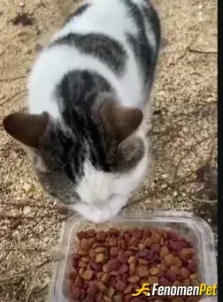 Sokak hayvanı besleme: Sevgi yumağımısın sen🥰
