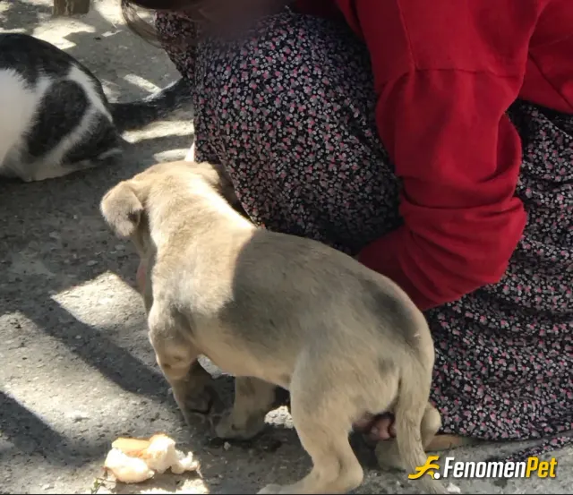 Sokak hayvanı besleme: #fenometpet resim bana aittir lütfen onaylayın artık attığım resimler bana ait lütfen