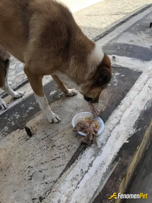 Sokak hayvanı besleme: İş yerinde yemek yerken disarka aç dolaşan sokak köpeğini gördüm tabağıma dokunmadan ona verdim