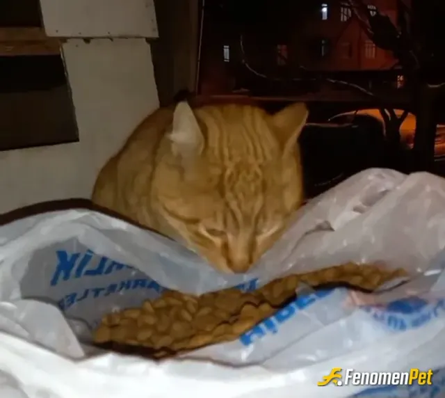 Sokak hayvanı besleme: Evdede kedi besliyorum onlar candır