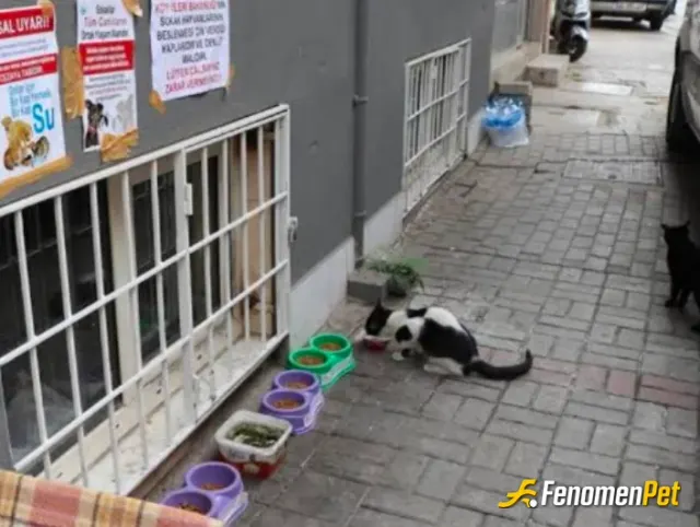 Sokak hayvanı besleme: Mahallemiz olarak kedileri ve köpekleri genel olarak 4 - 5 apartman dahil olarak mahalle hayvan sever dostları