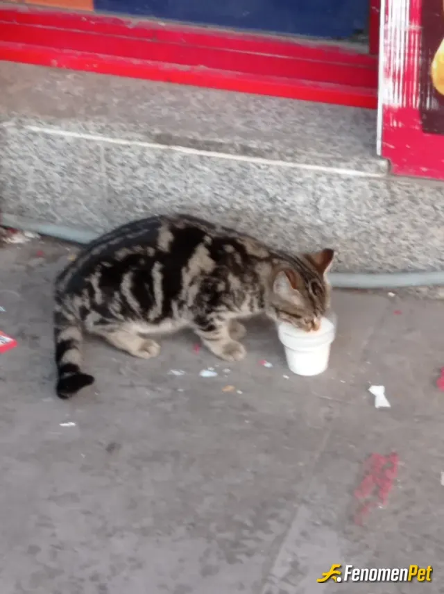 Sokak hayvanı besleme: #fenomenpet pati dostu