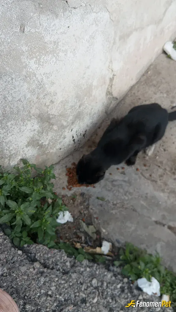 Sokak hayvanı besleme: Mantıklı bir uygulama teşekürler