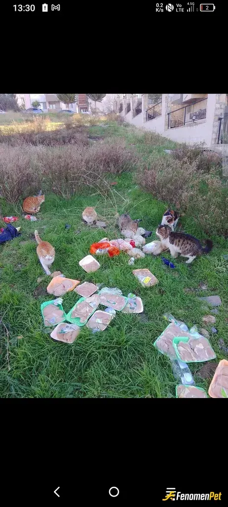 Sokak hayvanı besleme: Hayvanlar Allah'ın emanetidir bize