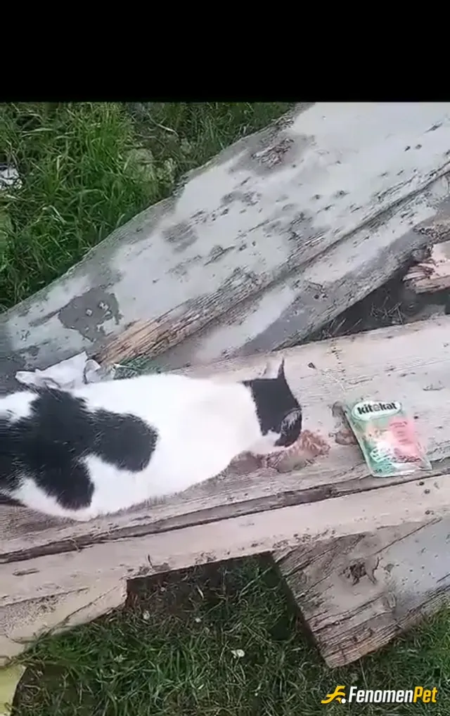 Sokak hayvanı besleme: Mutluluk kaynağım , mümkün olsa da tüm sokak hayvanlarına yardım edebilsem.
#Fenomenpet Patililer Sponsoru