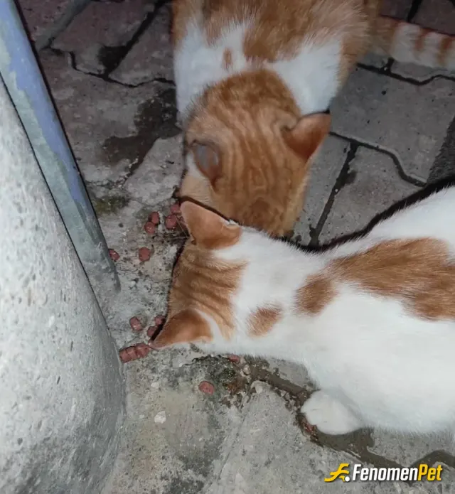 Sokak hayvanı besleme: Sokak hayvanları