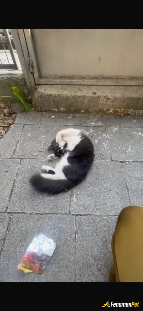 Sokak hayvanı besleme: Sevildiğinden böyle :)aslında video şeklindeydi de resim aldım video yüklenmedi ;)