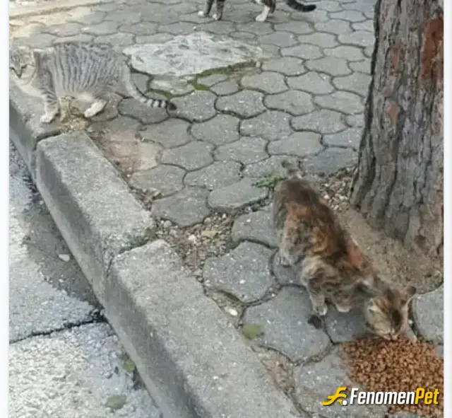 Sokak hayvanı besleme: İyilik iyidir