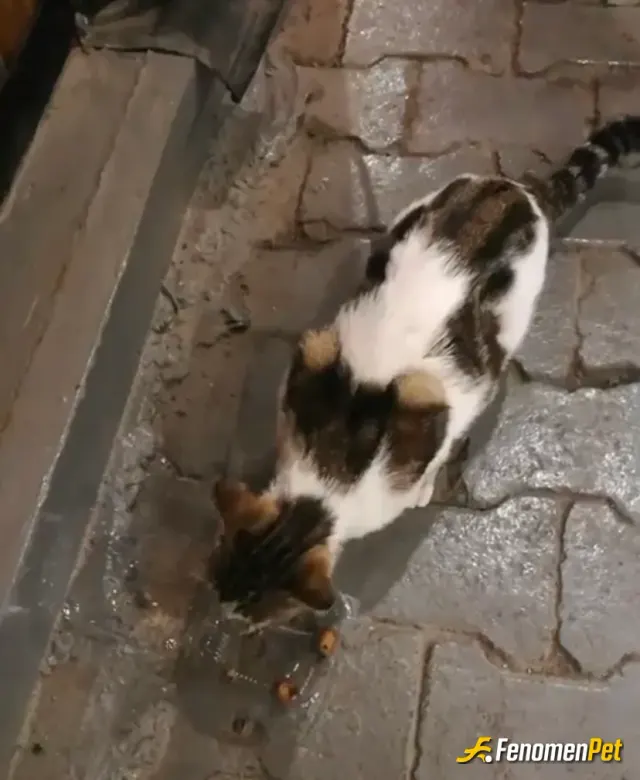 Sokak hayvanı besleme: #fenomenpet patili dostlarımızın  yanında💙