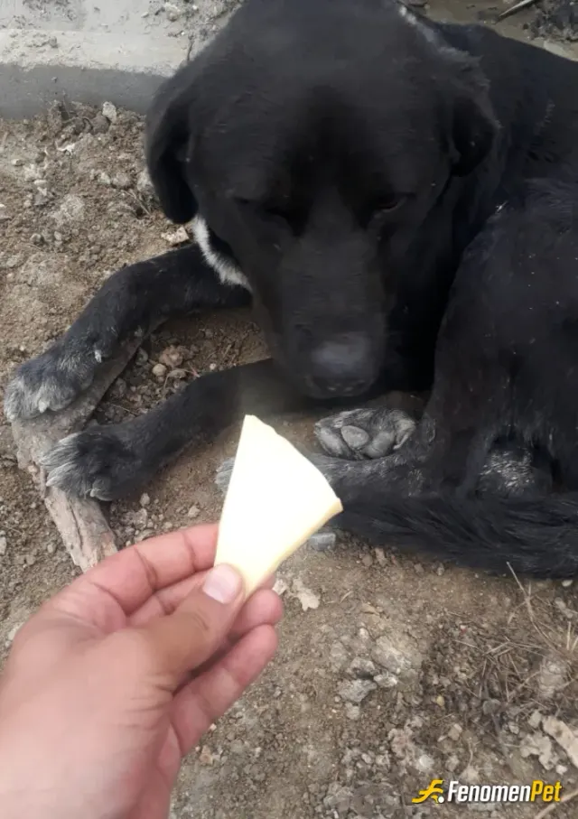 Sokak hayvanı besleme: En sevdiklerim
