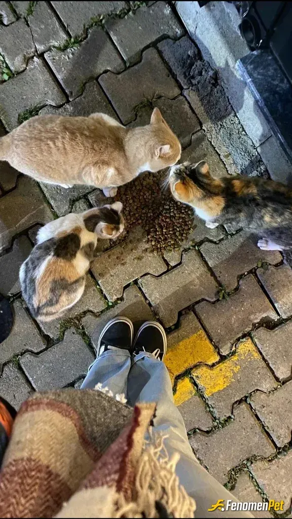 Sokak hayvanı besleme: #fenomenpet