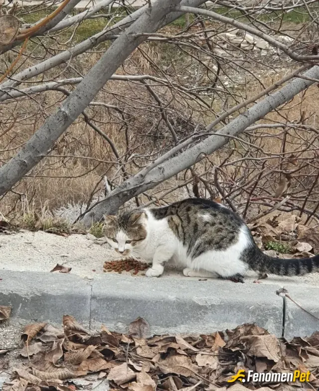 Sokak hayvanı besleme: Ürkek Bir patili dostumuzu doyurduk 😽