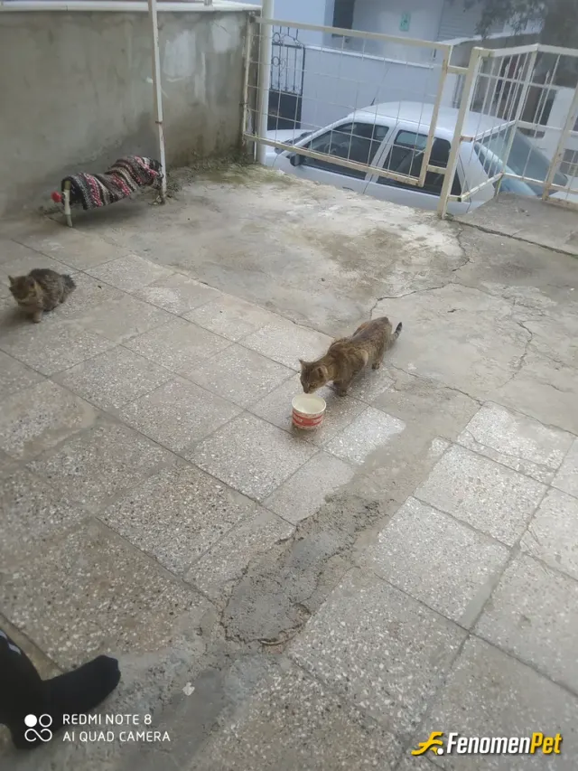 Sokak hayvanı besleme: #fenomenpet