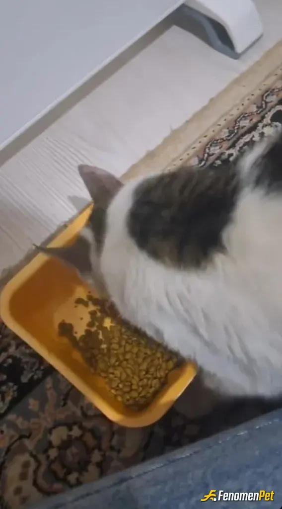 Sokak hayvanı besleme: Apartmanımın girişinde dolaşan bir kediyi evime alıp mama verdim bu geceyi sıcak geçirdi :')