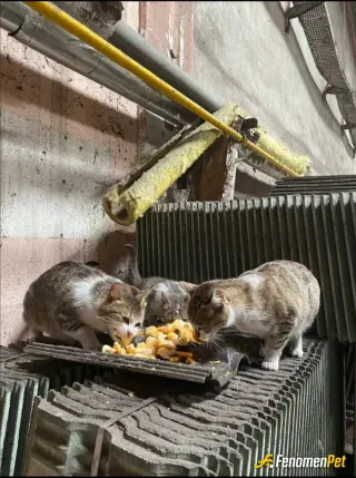 Sokak hayvanı besleme: #Fenomenpet
Hayat patili dostlarımızla çok daha güzel..