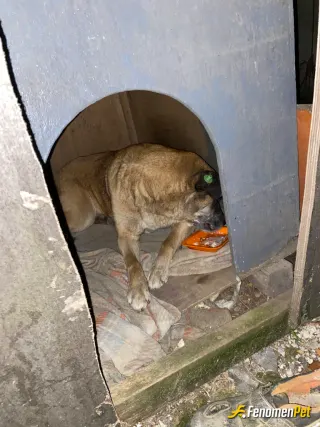 Sokak hayvanı besleme: mahallemizdeki sokak köpeğine böyle tahtadan kulübe tarzı bısey yaptım yemeğini de veriyorum
