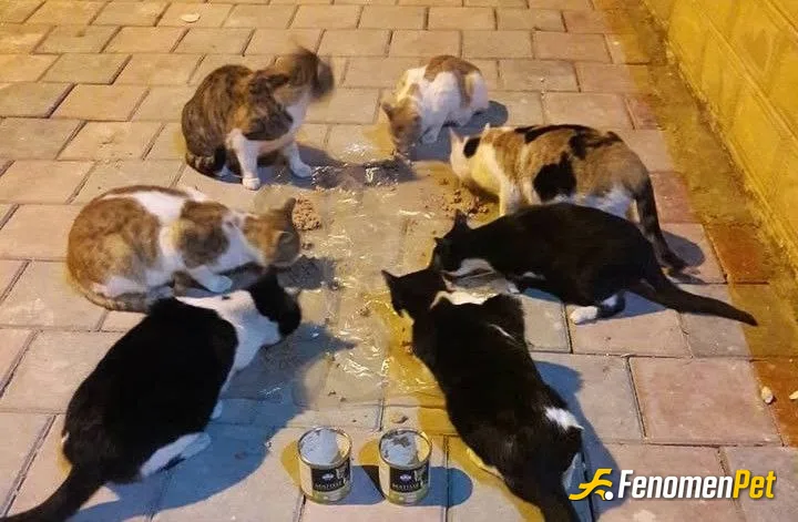Sokak hayvanı besleme: hayvanlara mama vermeyi seviyorum #fenomenpet #fenomenbet