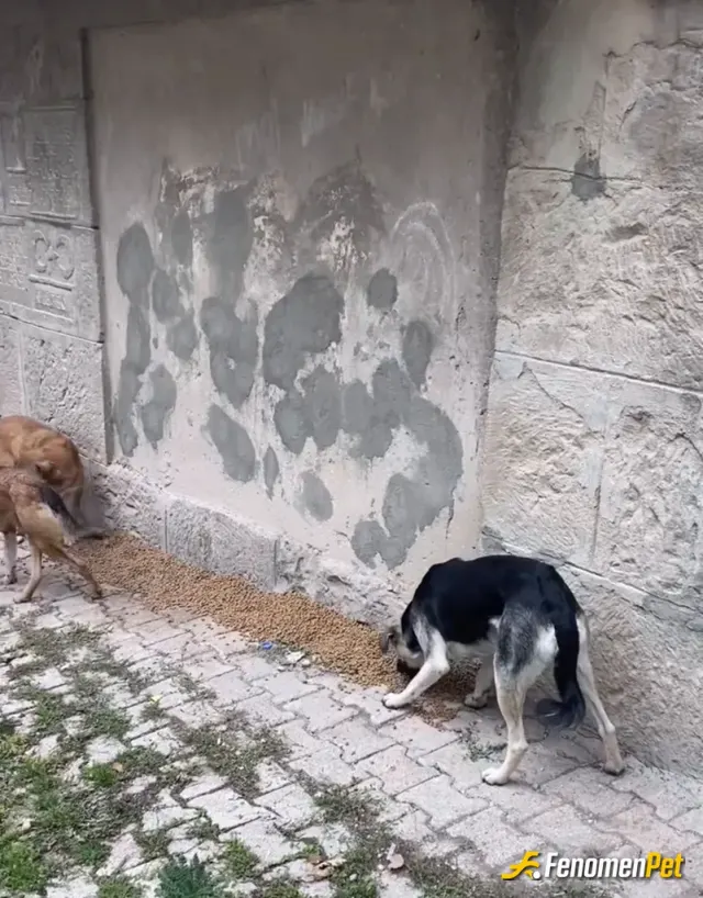 Sokak hayvanı besleme: ..