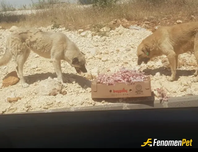 Sokak hayvanı besleme: Mesleğim gereği hayvanlarla özellikle de sokak hayvanları ile iç içeyim.
#Fenomenpet Fenomenbet Pati Dostu