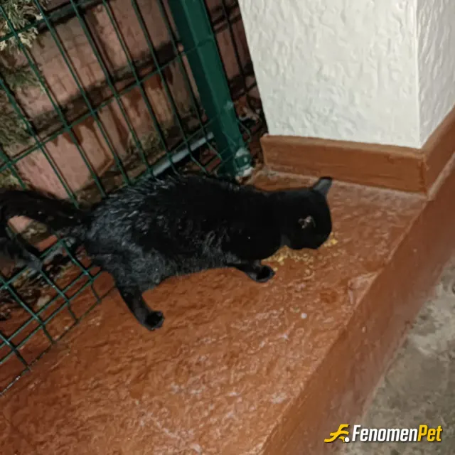 Sokak hayvanı besleme: Her akşam en az 6 tane kedimiz bizi bekliyor site icinde . Eşimle birlikte her akşam çıkıyoruz besleme yapmak 