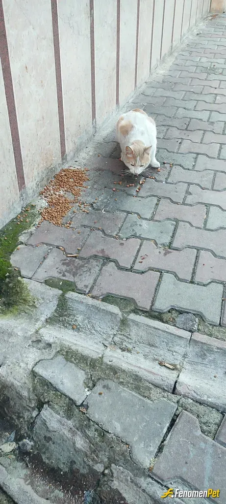 Sokak hayvanı besleme: #Besliyelim