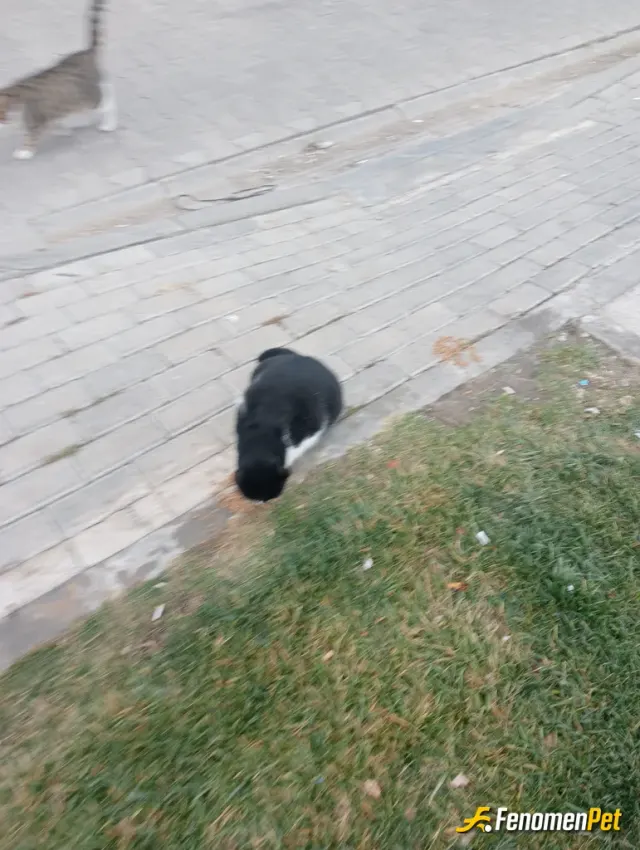 Sokak hayvanı besleme: Minik kara kediyi besledik