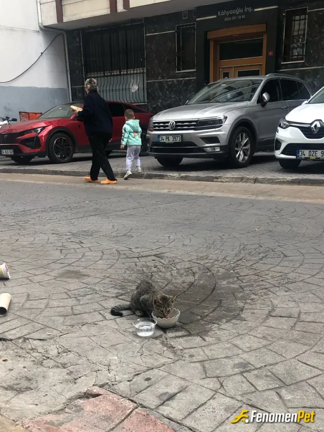 Sokak hayvanı besleme: küçük yavruya süt ve yaş mama verdim