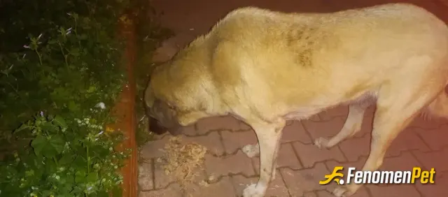 Sokak hayvanı besleme: Sokakta yürürken gördüm besledim