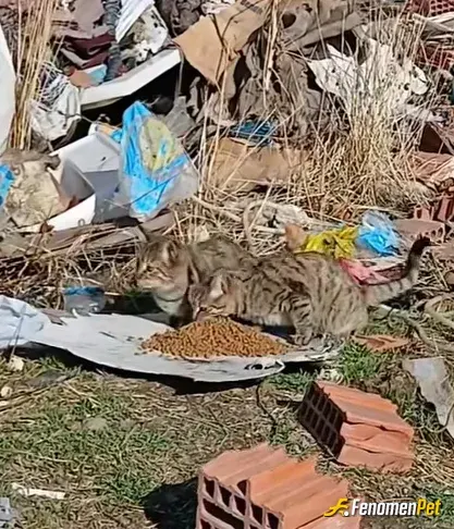 Sokak hayvanı besleme: Düzenli olarak şehir dışında ki kedi ve köpeklere yem su götürüyoruz
