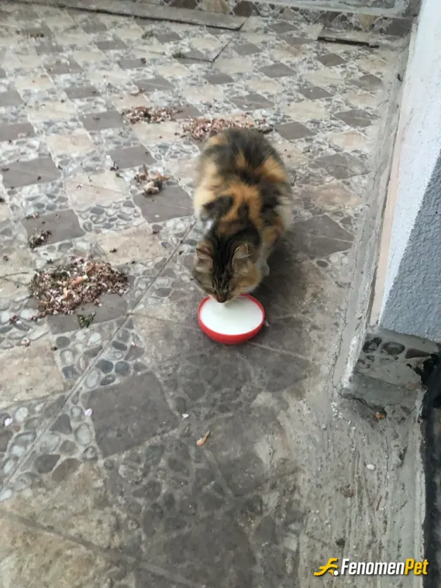 Sokak hayvanı besleme: Oğlum 2 yaşında. kedi ve köpekleri gördüğü zaman çok mutlu oluyor. Temaslarını artırmak adına mümkün olduğunca
